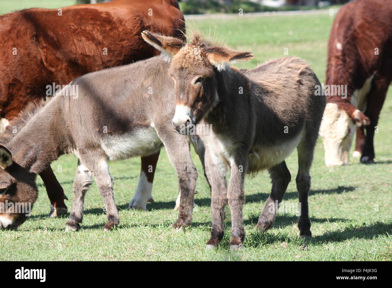 Miniature donkeys Banque de photographies et d’images à haute ...