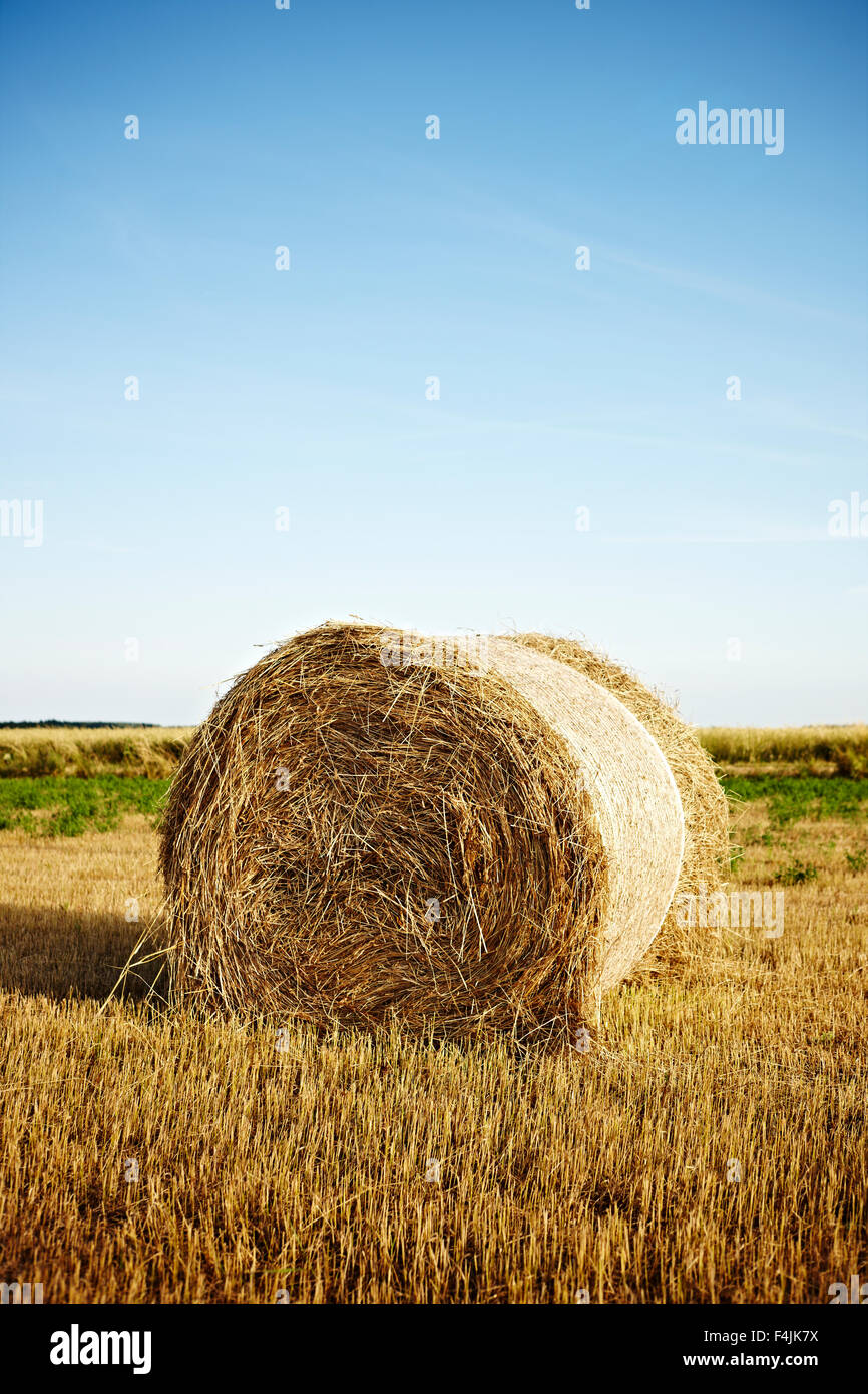 Hay bale in field Banque D'Images