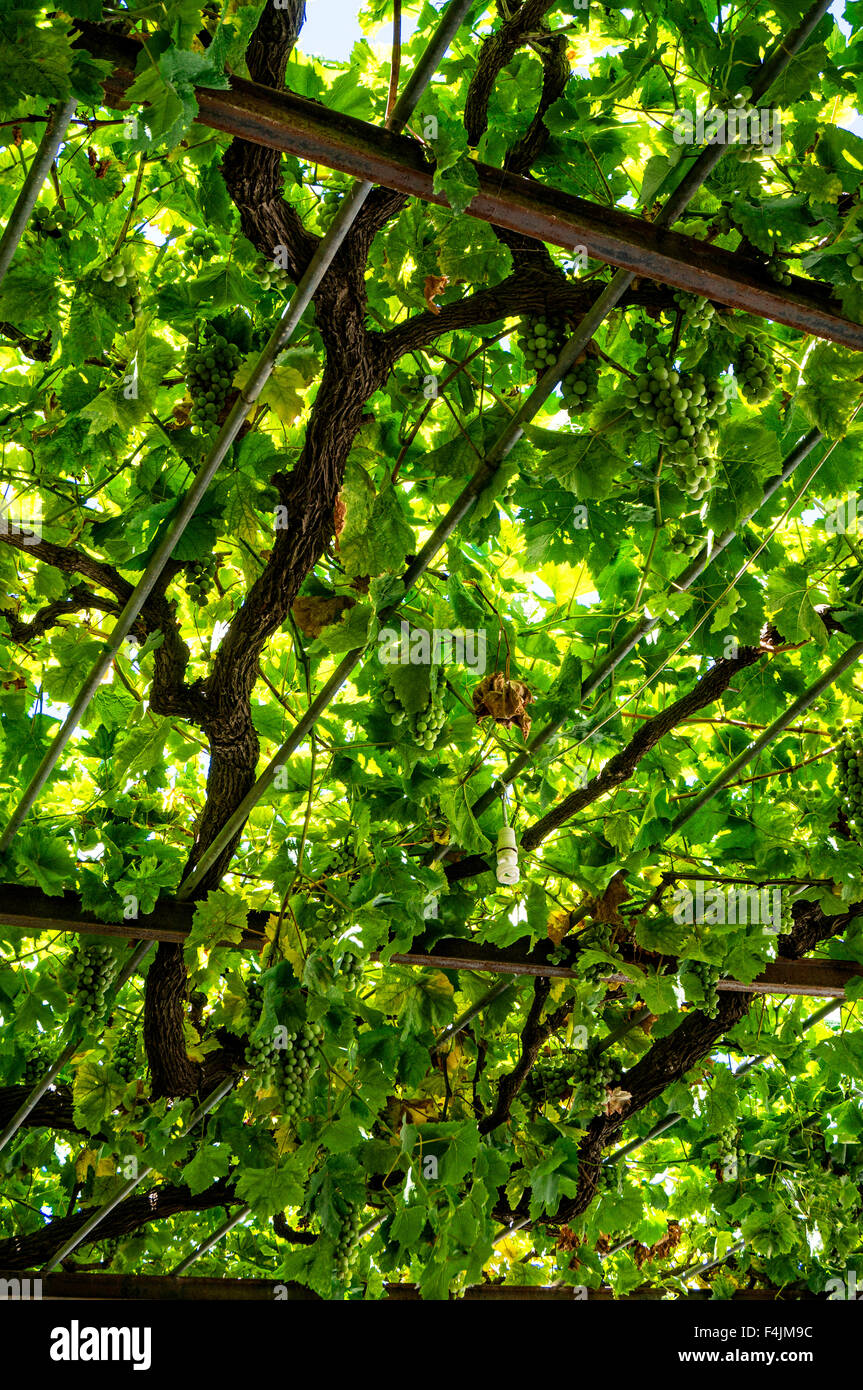 Arbre couvert de vignes dans un restaurant avec jardin Banque D'Images