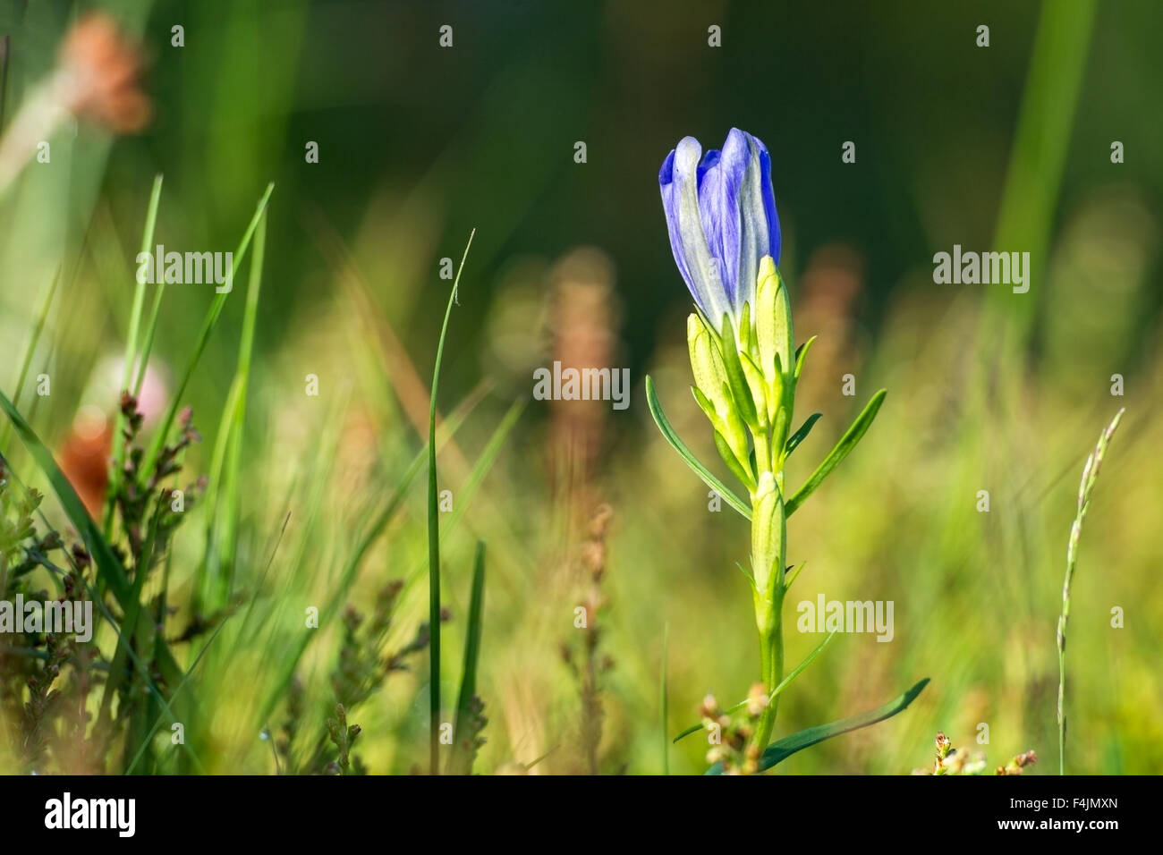 Gentiane des marais (Gentiana pneumonanthe) des plantes en fleur, fleurs de bruyère Buxton, Norfolk, Angleterre Banque D'Images