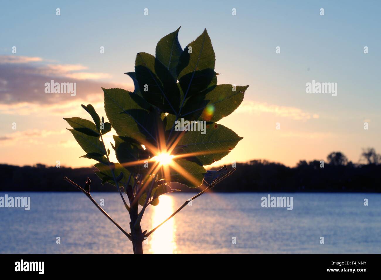 Soleil qui brille à travers plante au lever du soleil Banque D'Images