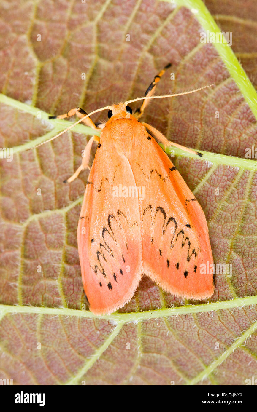 Rosy Valet de Moth au repos - Mitochrista miniata Banque D'Images