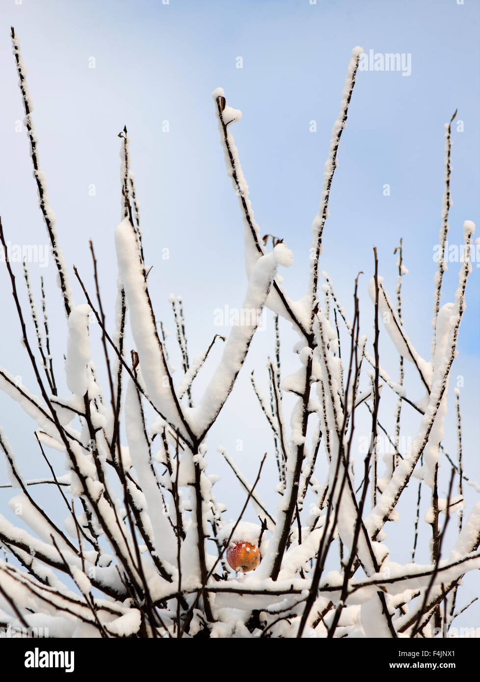 Les brindilles de pommier couvert de neige, avec en arrière-plan Apple unique Banque D'Images