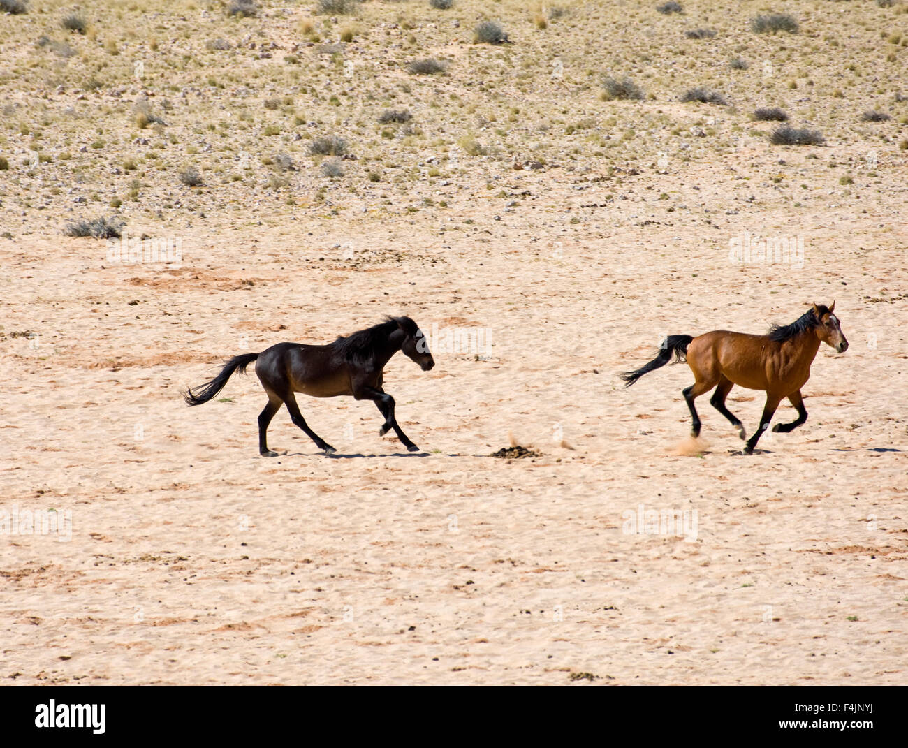 Deux chevaux sur desert Banque D'Images