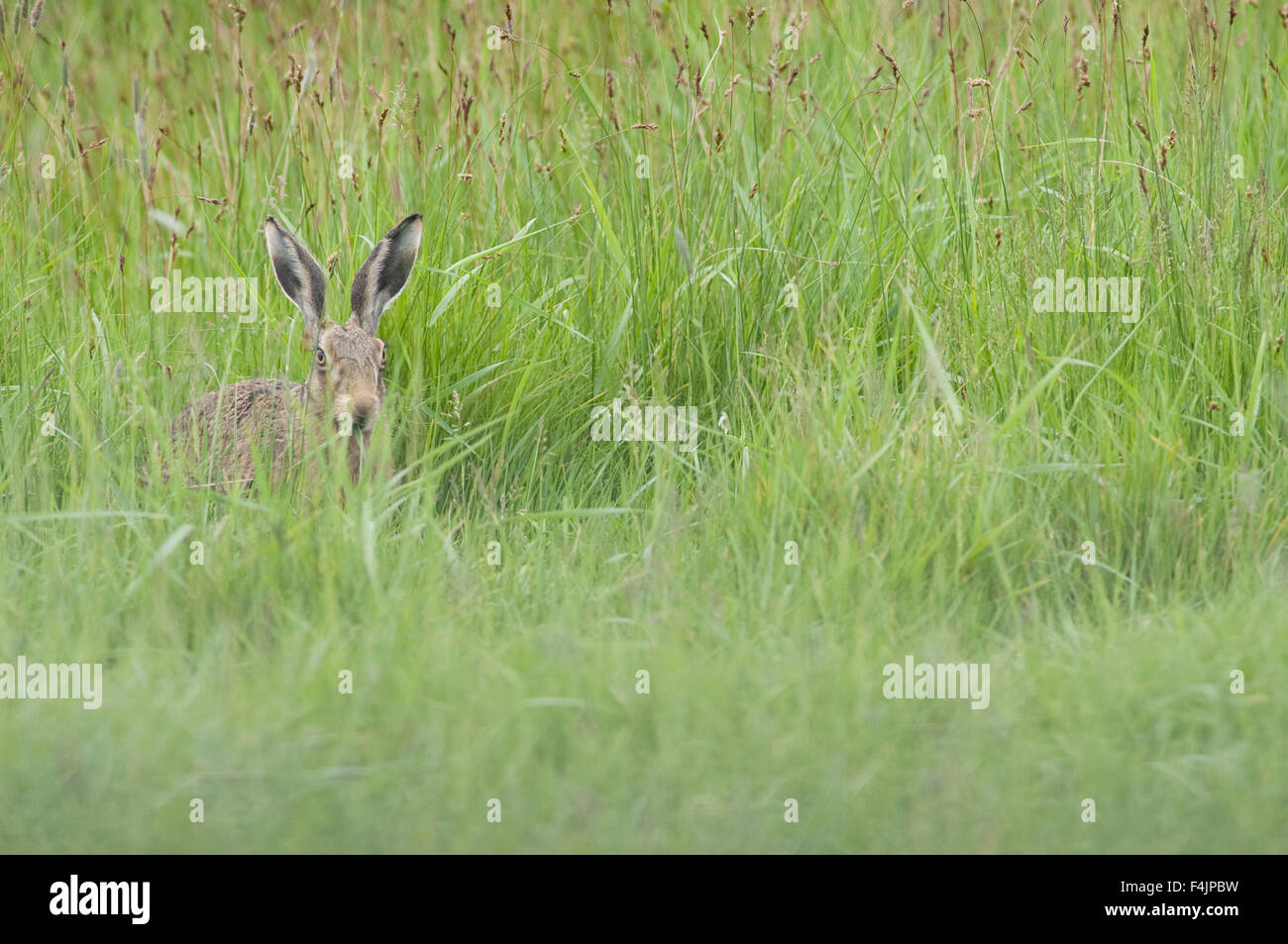 Lièvre brun Lepus europaeus Marais Elmley Kent UK Banque D'Images