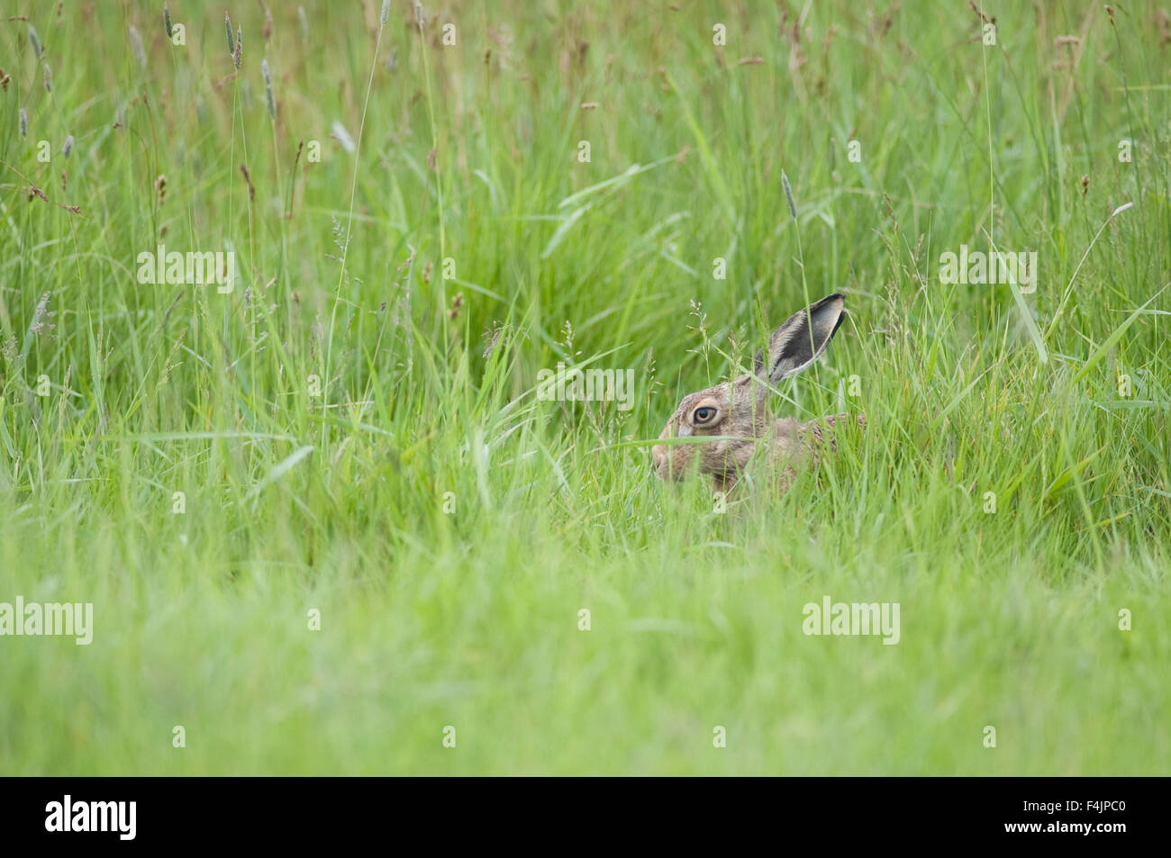Lièvre brun Lepus europaeus Marais Elmley Kent UK Banque D'Images