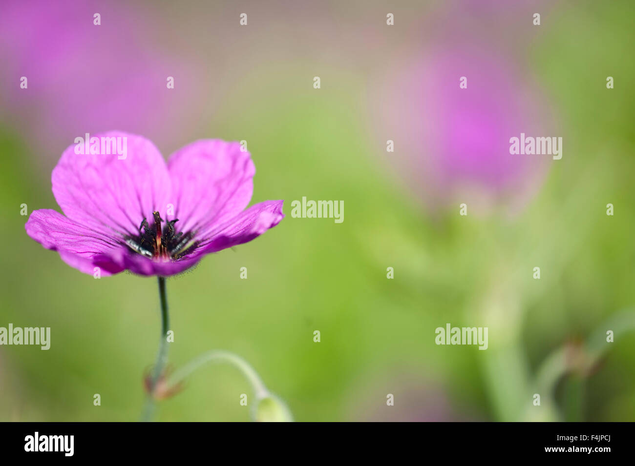 Fleur de géranium Geranium psilostemon Magenta UK Banque D'Images