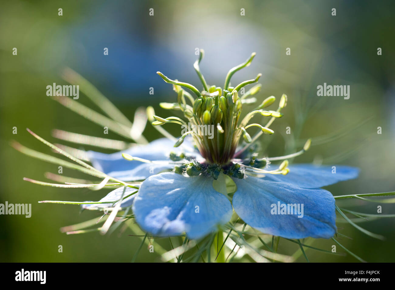 L'amour d'un brouillard Ragged Lady flower Nigella damascena UK Banque D'Images