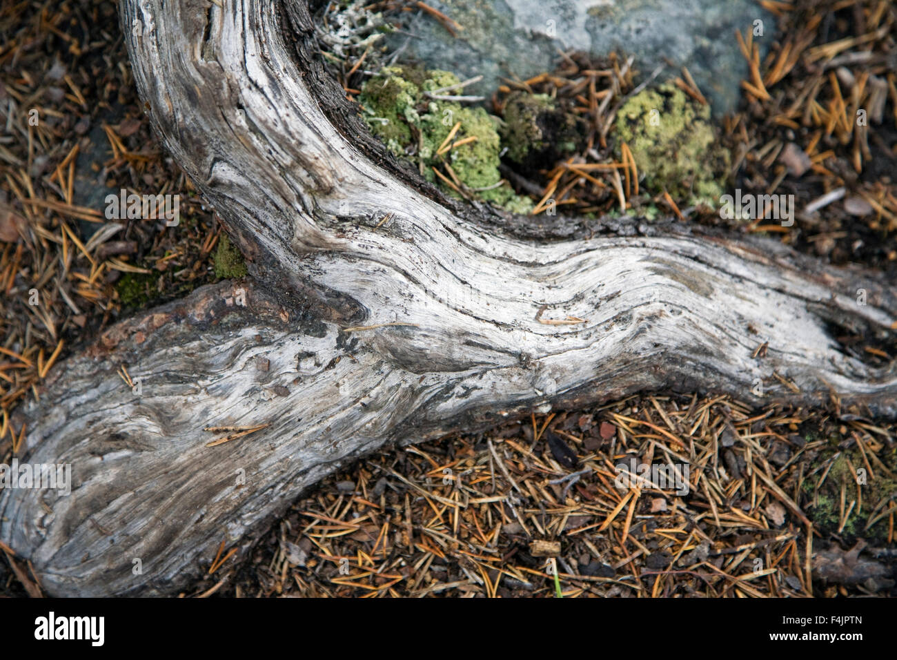 Branche cassée sur l'herbe Banque D'Images