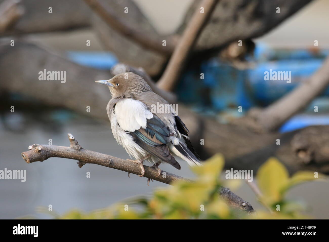 White-shouldered Starling (Sturnus sinensis) au Japon Banque D'Images