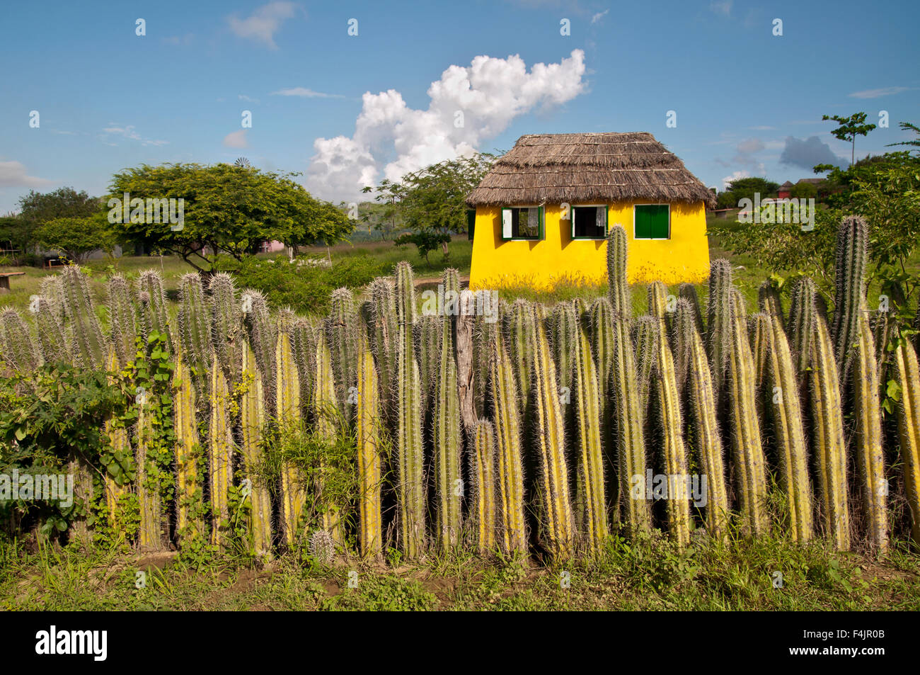 Maison Jaune et la clôture de cactus sur l'île de Bonaire dans les Caraïbes Banque D'Images