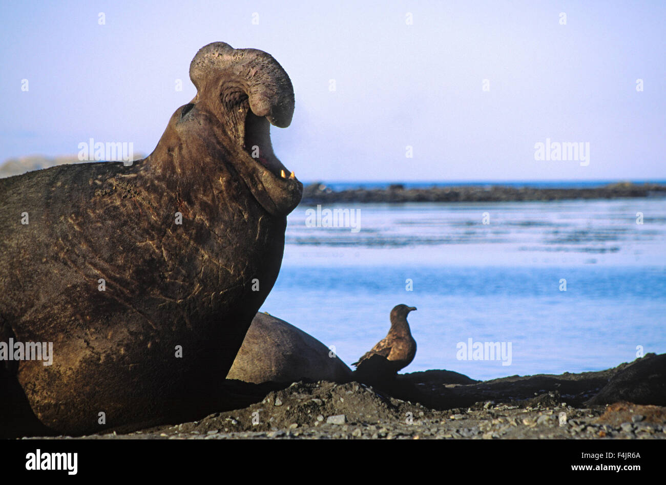 En plus d'oiseaux elephant seal Banque D'Images