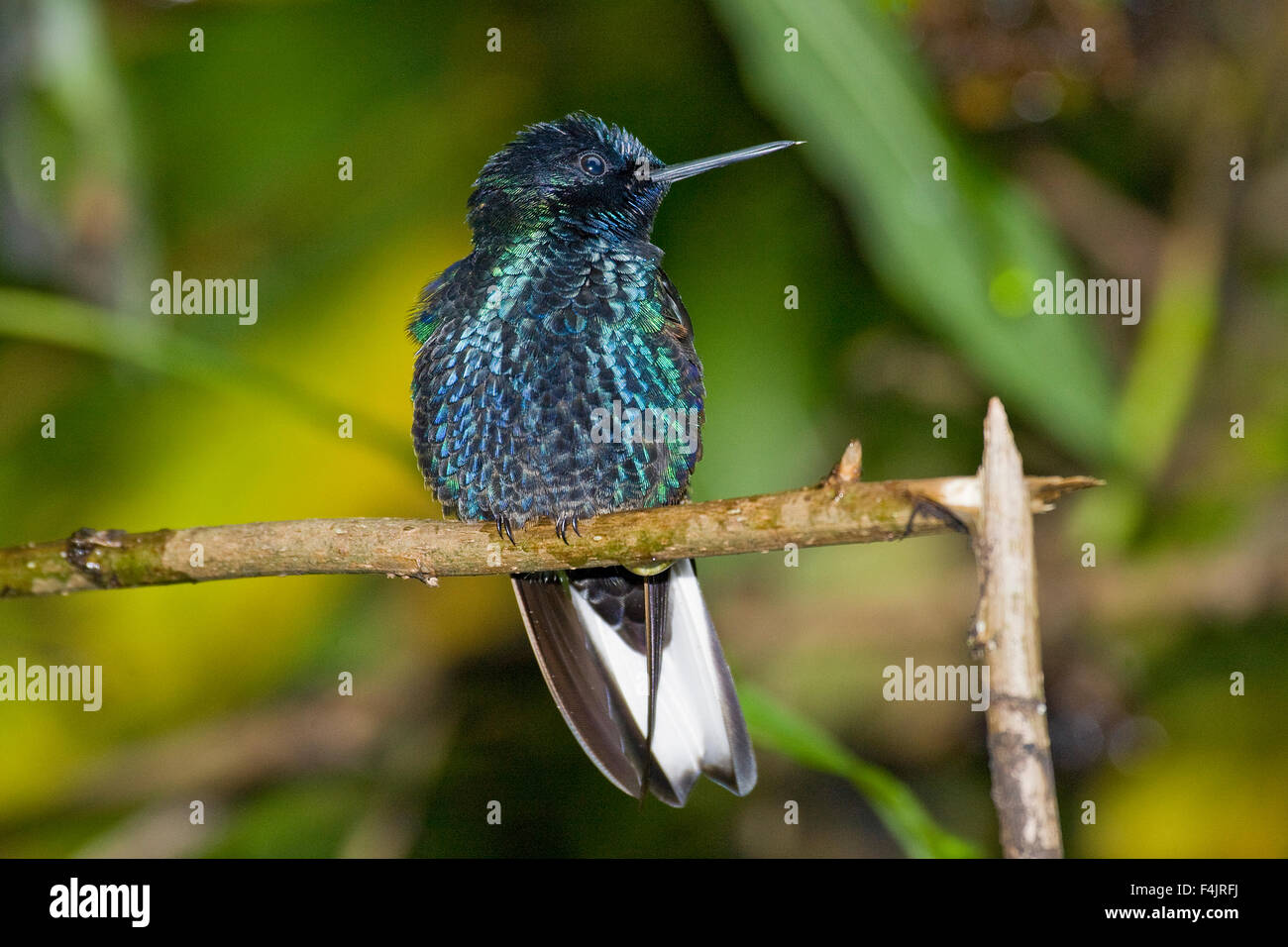 Nord bec oiseau noir bleu close-up de la direction générale de l'image couleur horizontal Équateur humming-bird multi colored pas de gens à l'extérieur petite Banque D'Images