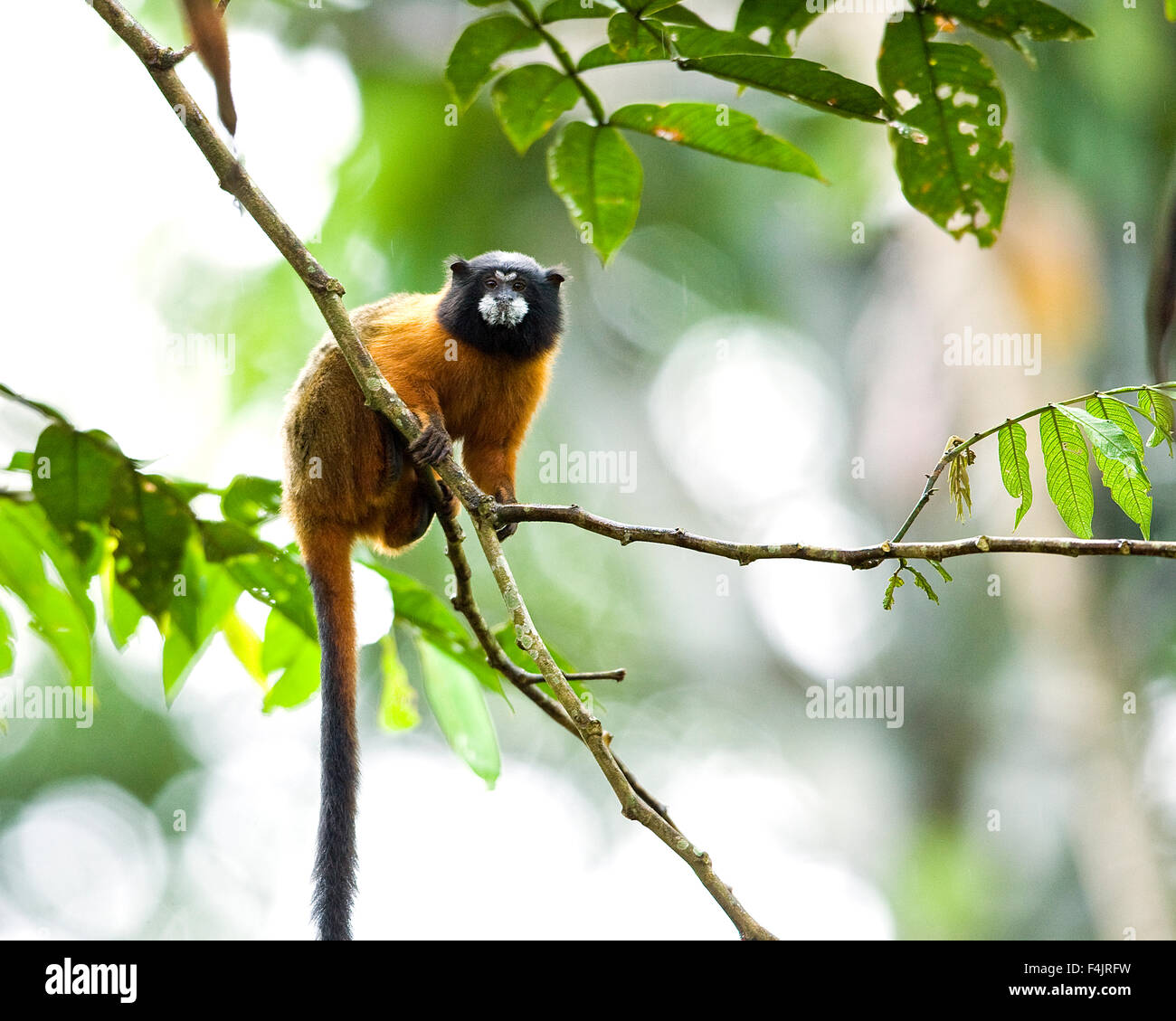 La direction générale de l'Amérique avance image couleur Noir Brun curieux jour Equateur face à feuillage vert fourrure look jungle illustration horizontal Banque D'Images
