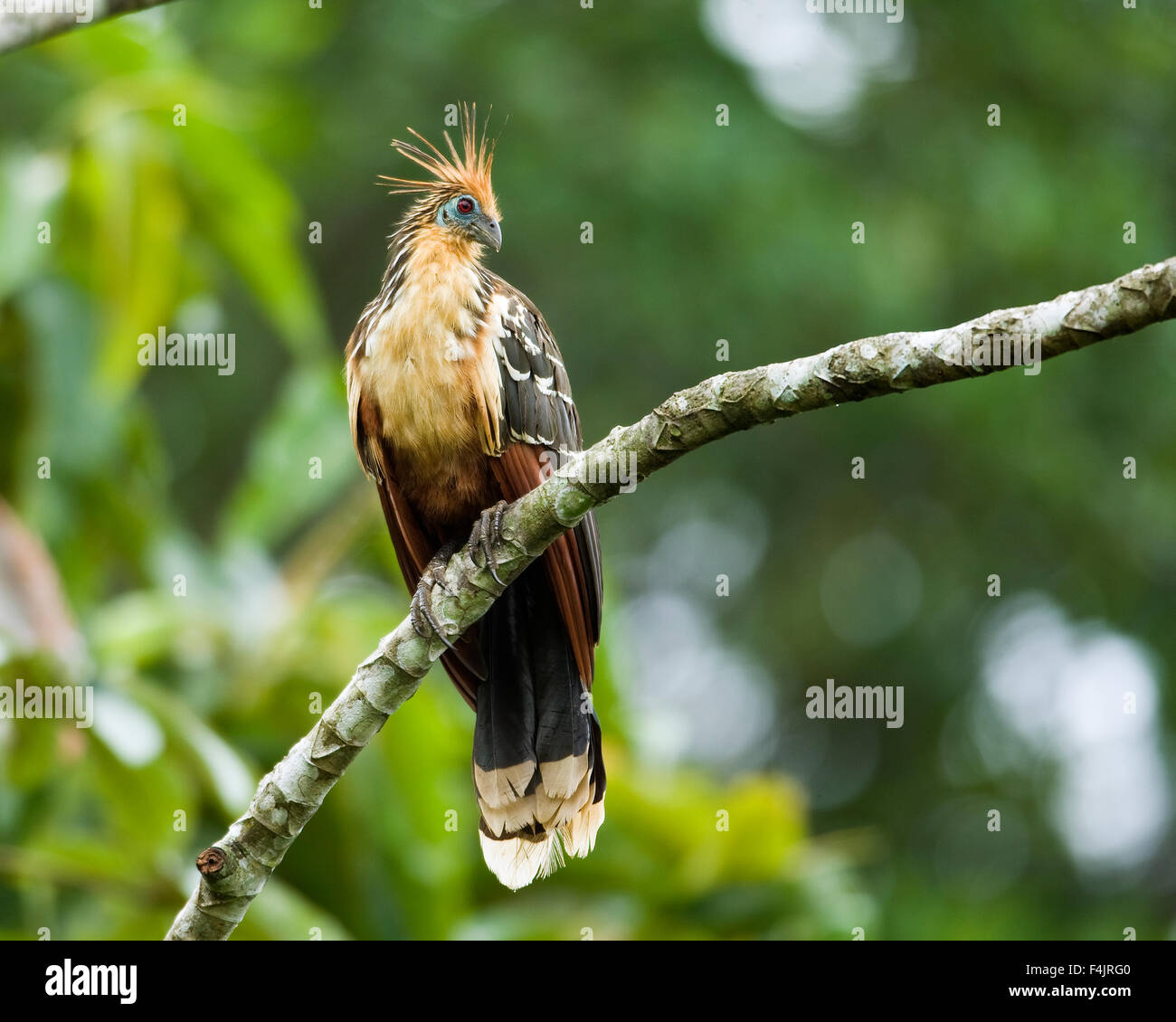 Direction générale de l'oiseau Archaeopteryx Amérique image de couleur jour l'Équateur dense feuillage vert vert jungle horizontale hoatzin low angle view no Banque D'Images
