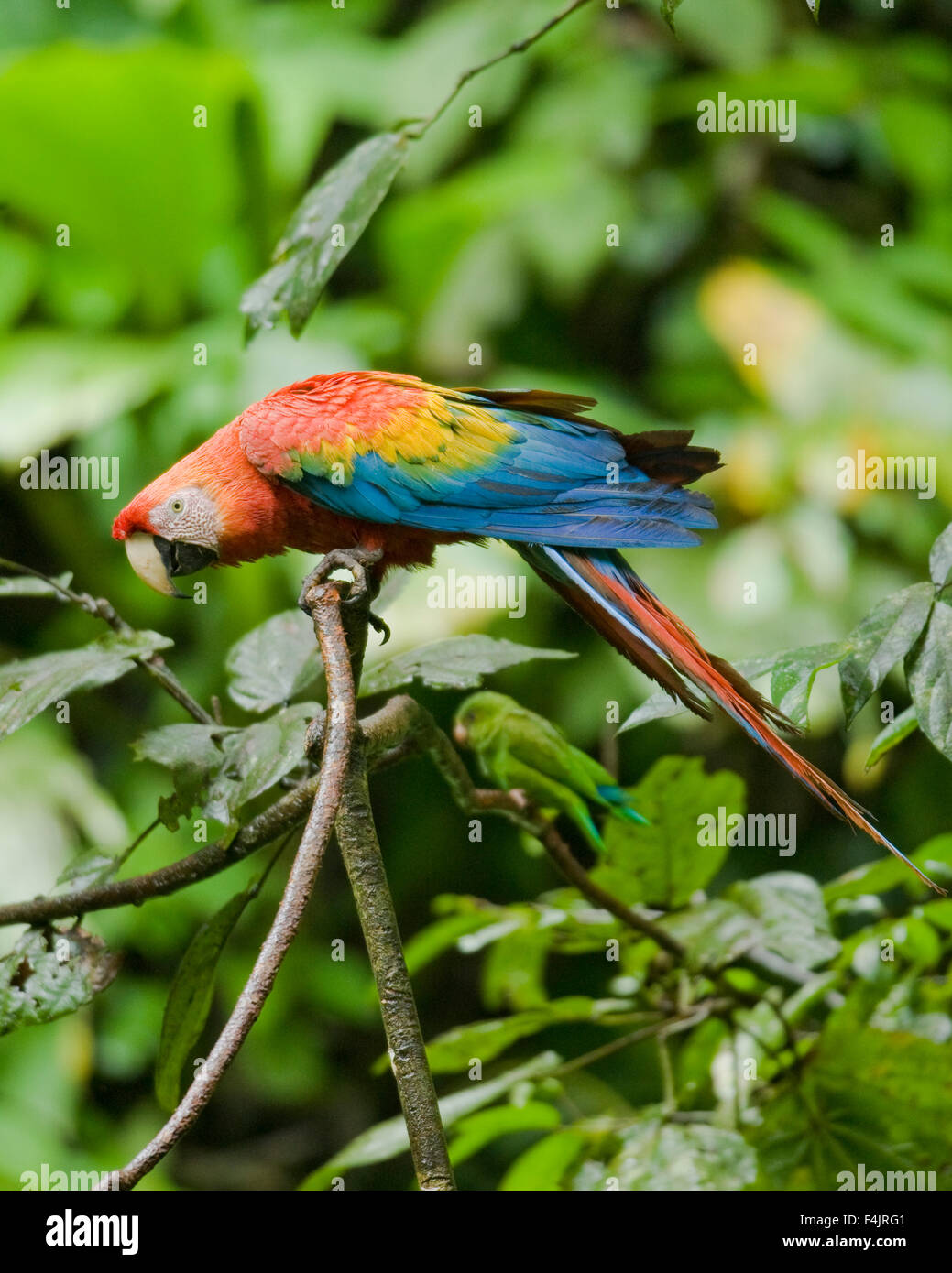 Nord grand oiseau de la direction générale de l'image couleur bleu dense jour Equateur feuillage vert vert jungle horizontale multicolore aucun peuple Banque D'Images