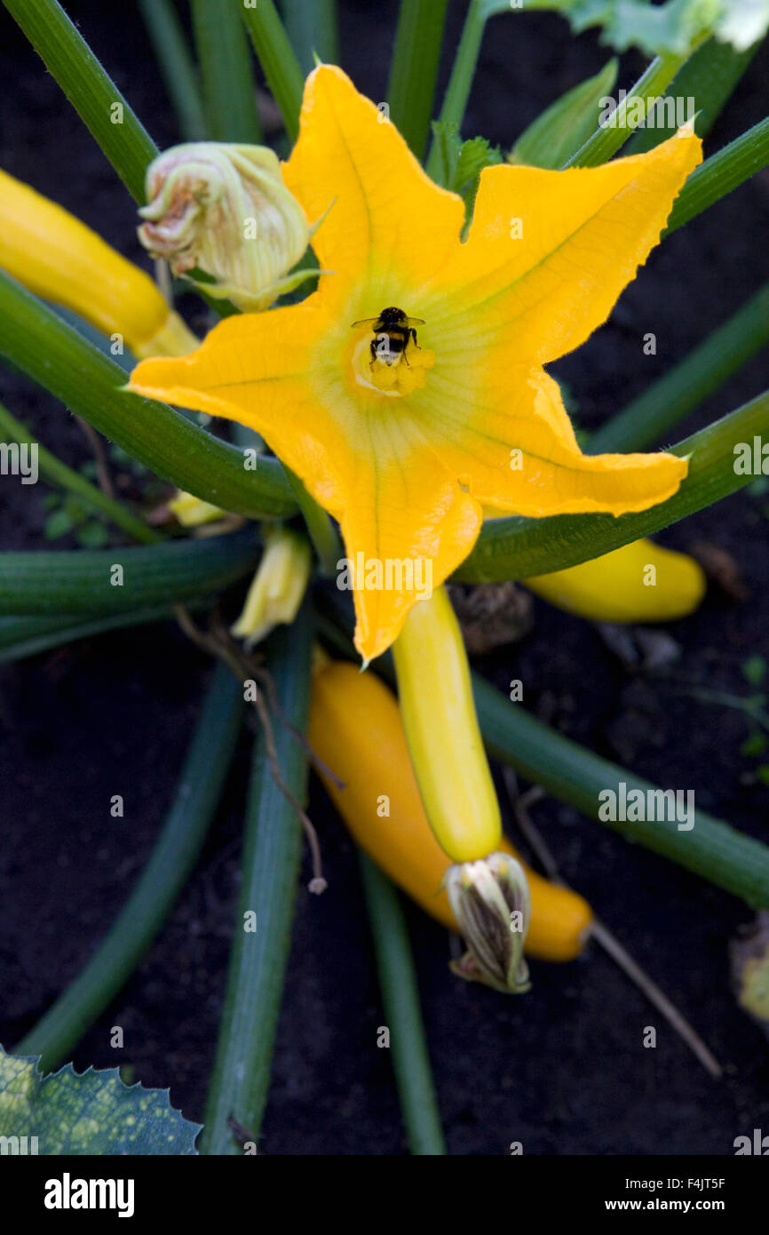 Close-up de fleur de courgette Banque D'Images