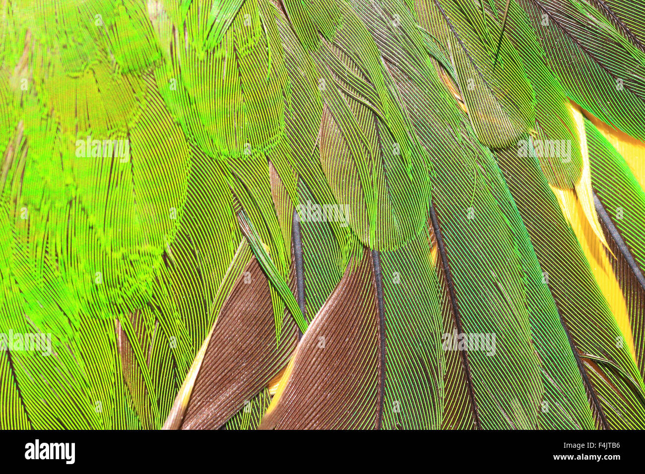 Plume de perroquet vert close up Banque D'Images