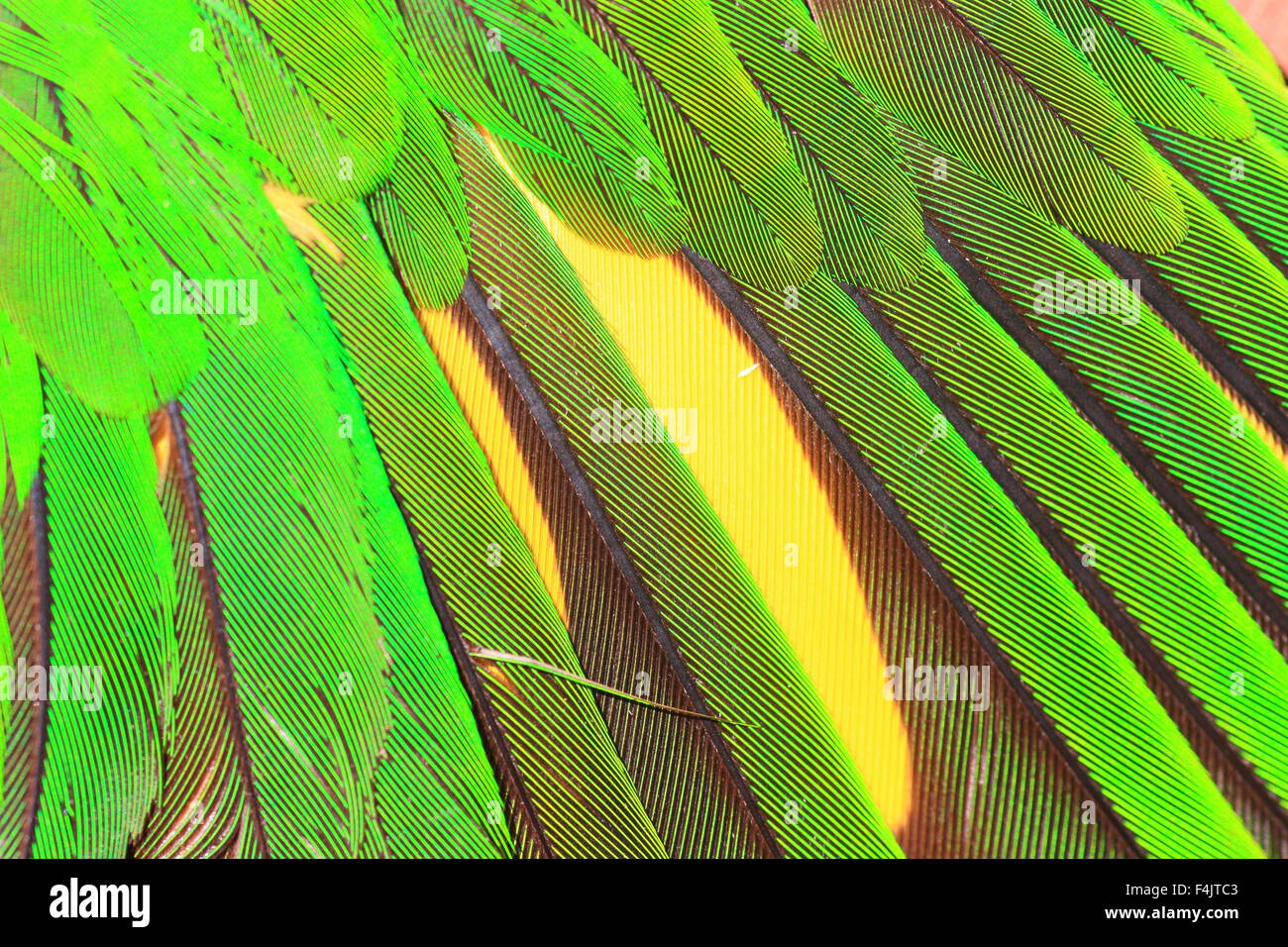 Plume de perroquet vert close up Banque D'Images