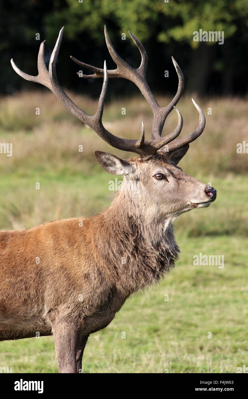 Red Deer Stag Cervus elaphus -Chef & Bois Vue de côté le parc Tatton, Cheshire, Royaume-Uni Banque D'Images