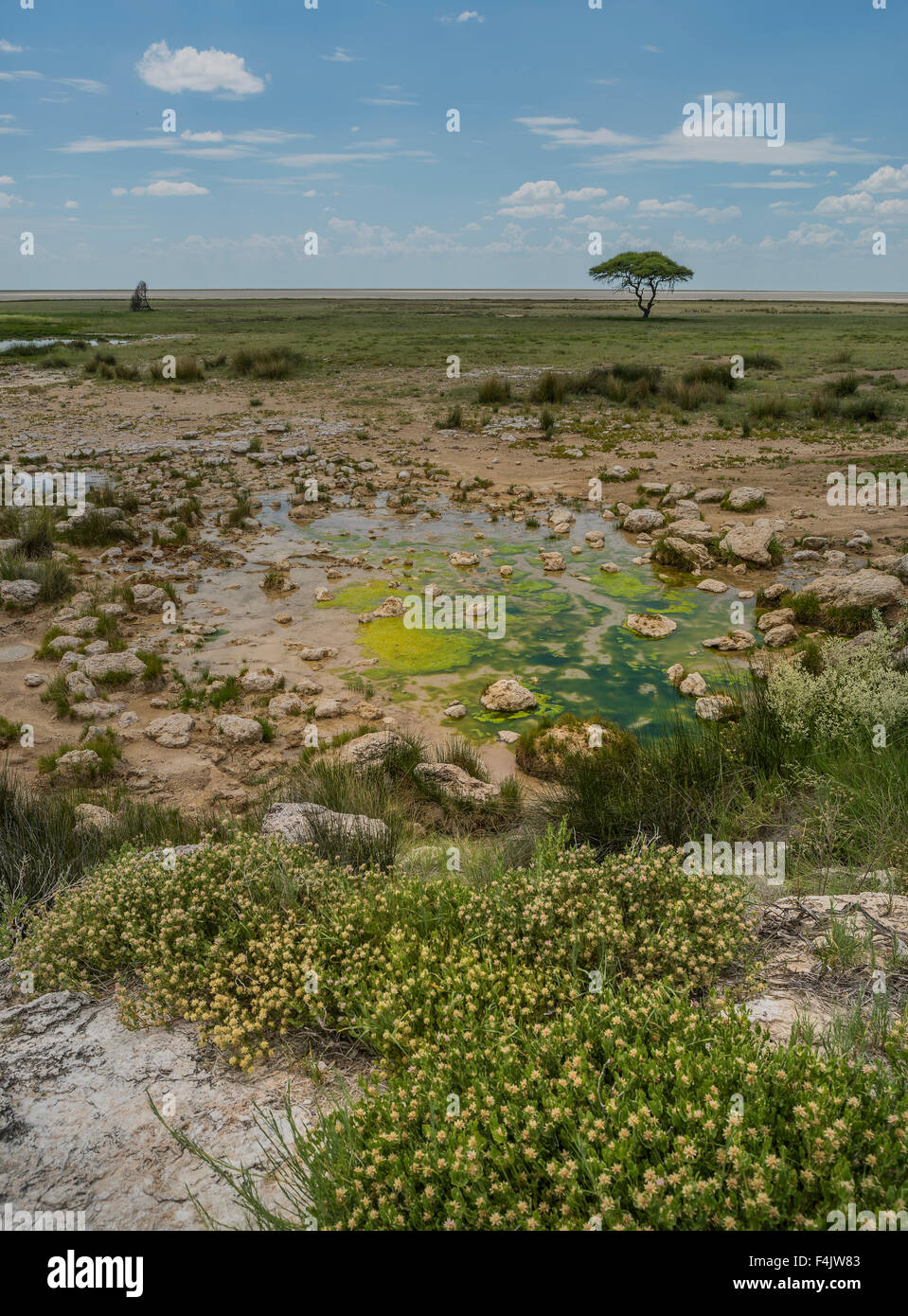 Paysage dans le parc national d'Etosha, Namibie, Afrique Banque D'Images