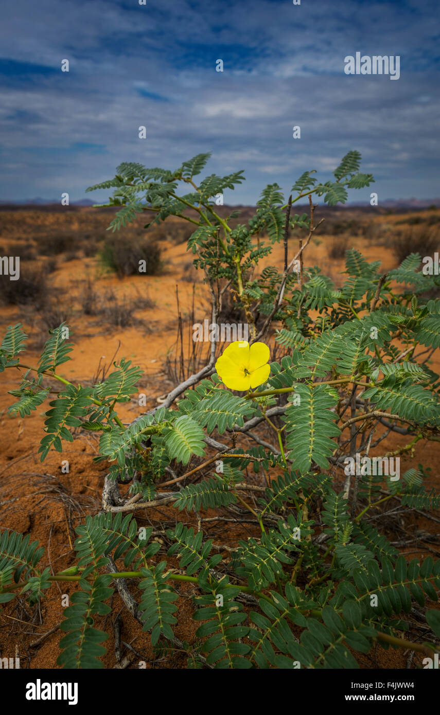 Devil Thorn (Tribulus zeyheri), Twyfelfontein Country Lodge, Namibie, Afrique Banque D'Images