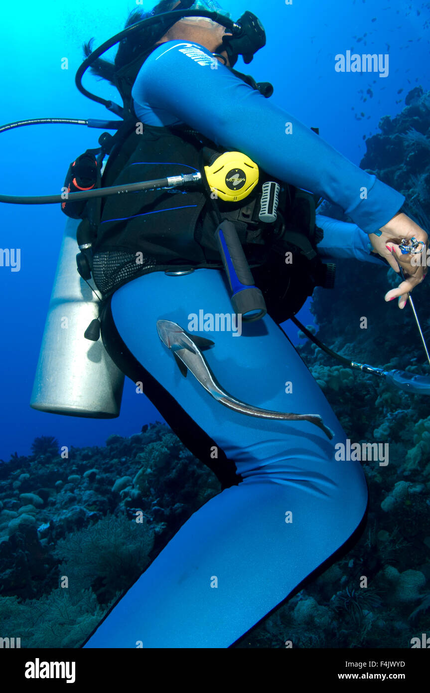 Remora attaché à diver Banque D'Images