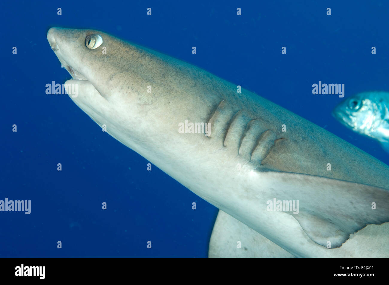 Whitetip Reef Shark Banque D'Images