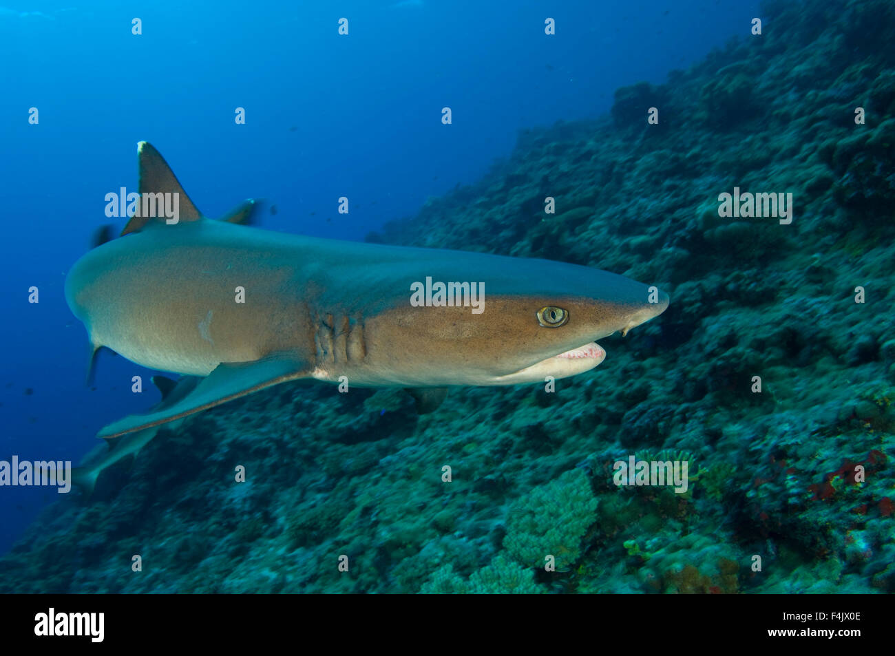 Whitetip Reef Shark Banque D'Images