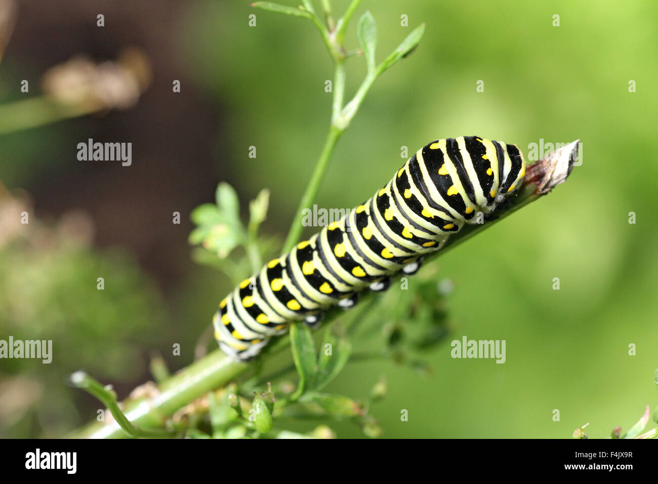 Caterpillar machaon noir Banque D'Images