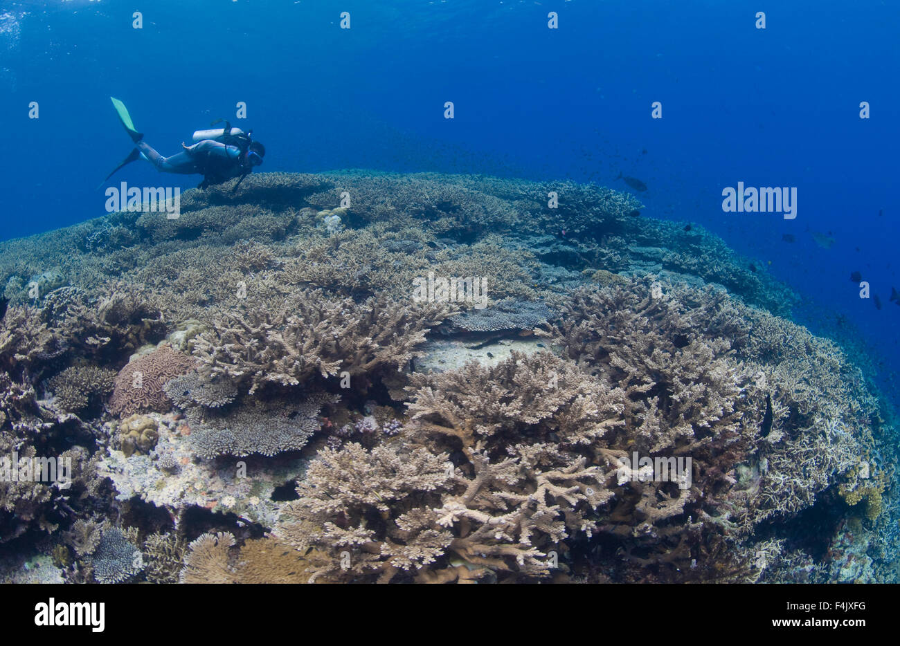 Staghorn corail Banque D'Images