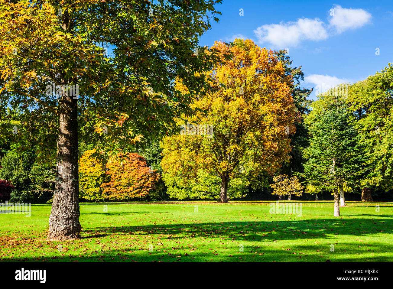 Les arbres d'automne dans le parc de l'Bowood Estate dans le Wiltshire. Banque D'Images