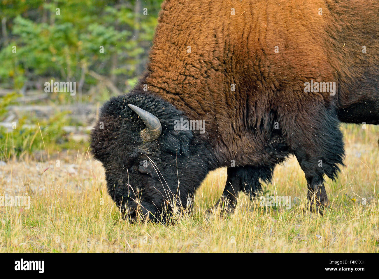 Observation d'animaux en bordure de route Banque de photographies et d ...