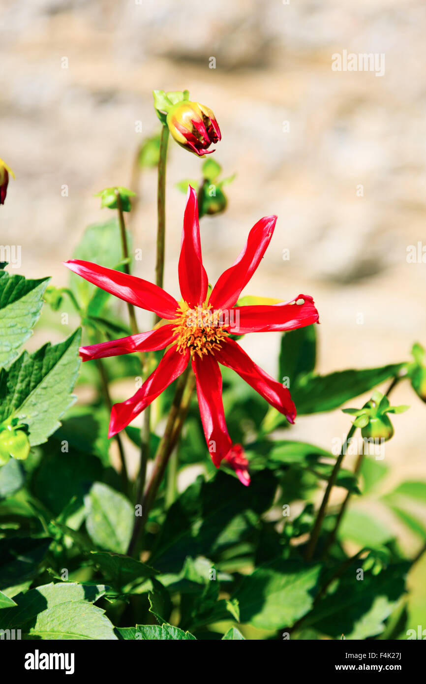 Red Star gazer de dahlia, seul Banque D'Images