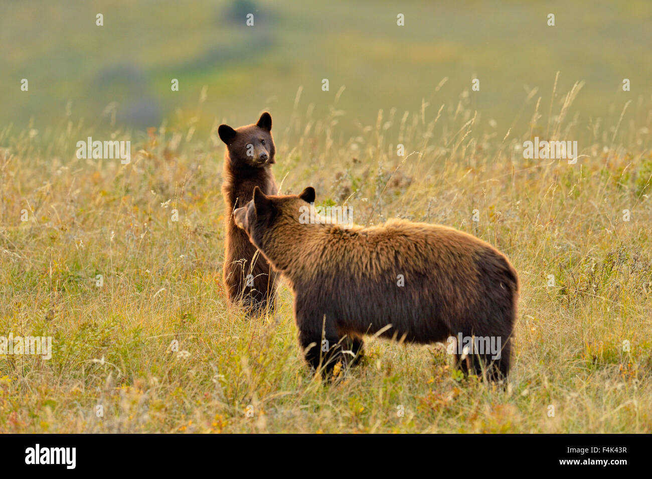 Ours noir (Ursus americanus)), Waterton Lakes National Park, Alberta, Canada Banque D'Images