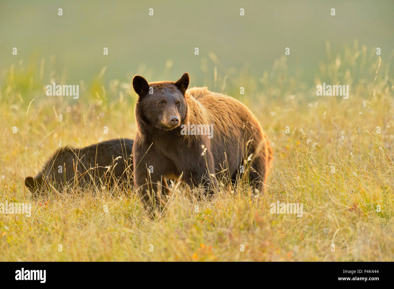 Ours noir (Ursus americanus)), Waterton Lakes National Park, Alberta, Canada Banque D'Images