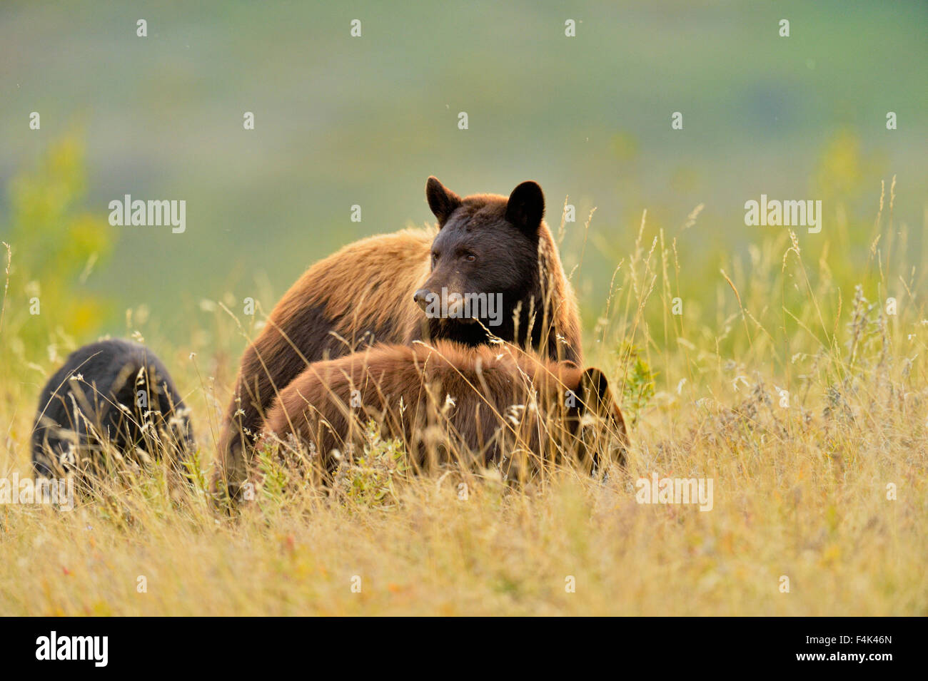 Ours noir (Ursus americanus)), Waterton Lakes National Park, Alberta, Canada Banque D'Images