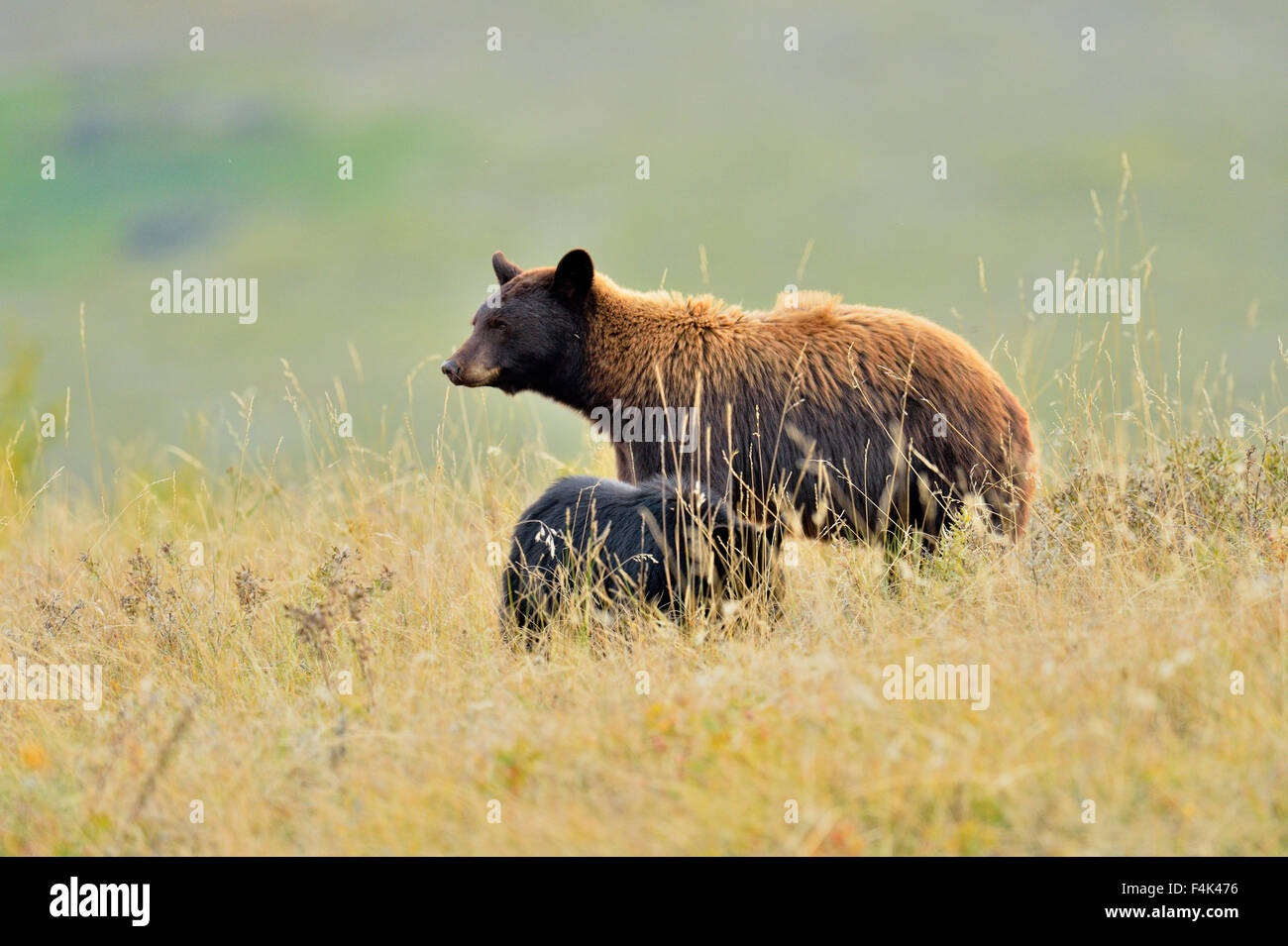 Ours noir (Ursus americanus)), Waterton Lakes National Park, Alberta, Canada Banque D'Images