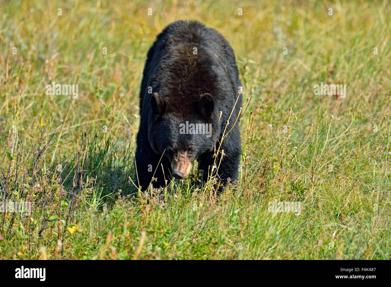 Ours noir (Ursus americanus)), Waterton Lakes National Park, Alberta, Canada Banque D'Images