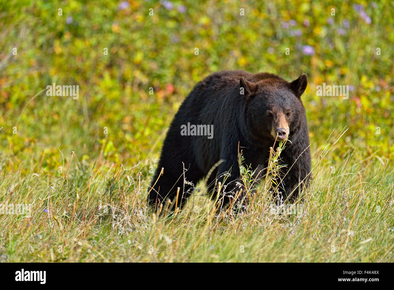 Ours noir (Ursus americanus)), Waterton Lakes National Park, Alberta, Canada Banque D'Images