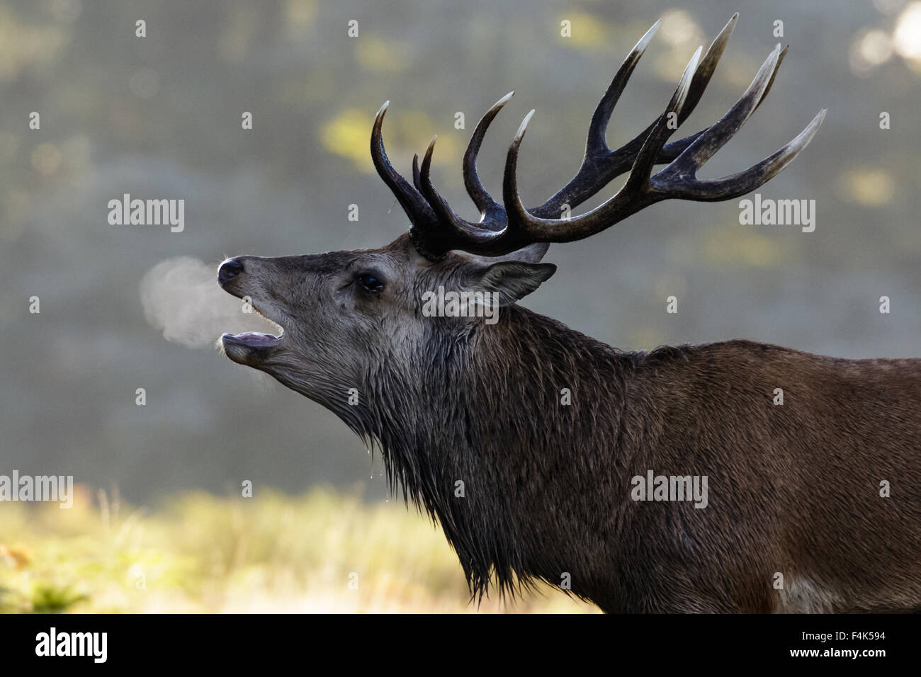 Le rut du cerf rouge cerf (Cervus elaphus) roaring sur un matin froid. Banque D'Images