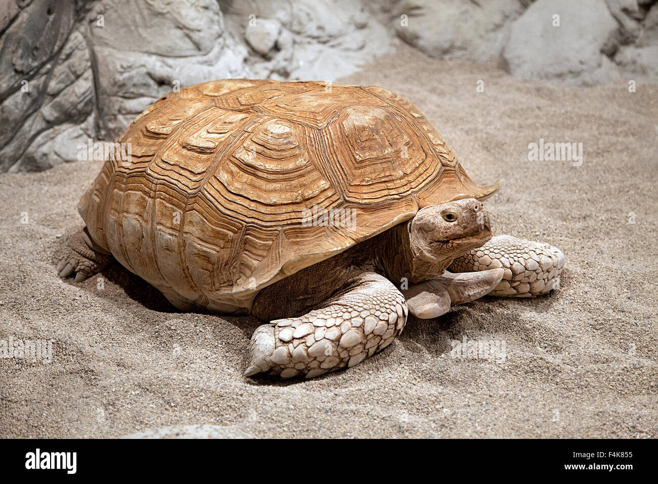 Grosse tortue de terre en rampant dans le sable Banque D'Images