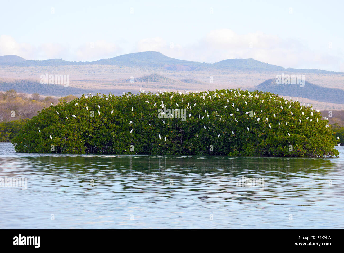 Aigrettes de bétail (Bubulcus ibis) rôtir sur l'île de mangrove rouge (Rhizophora mangle) dans les îles Galapagos Banque D'Images