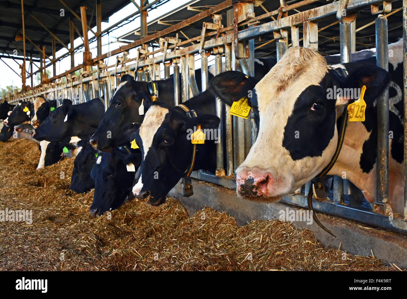 L'alimentation des vaches dans un enclos Banque D'Images