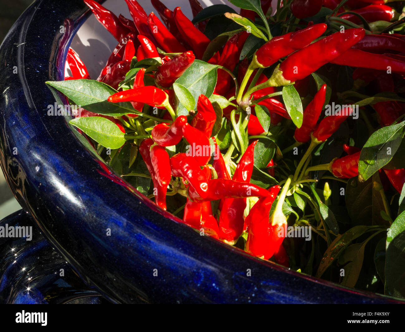 Piment rouge Banque D'Images