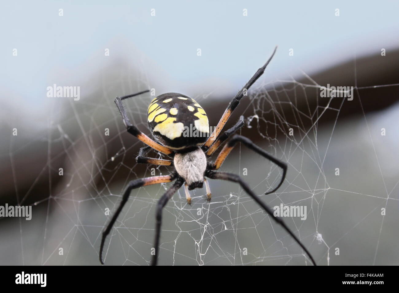 Noir et jaune femelle argiope dans son site web. Banque D'Images