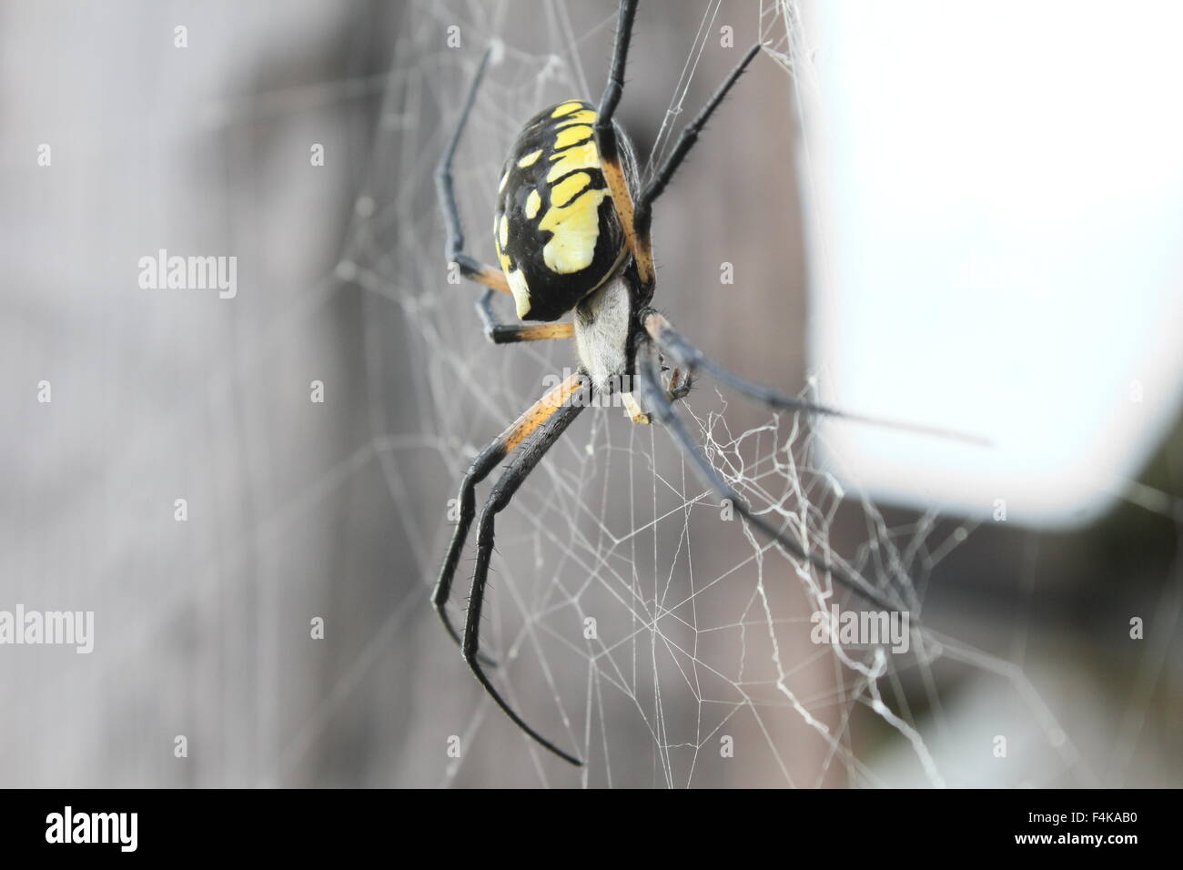 Noir et jaune femelle argiope suspendue dans son site web. Banque D'Images