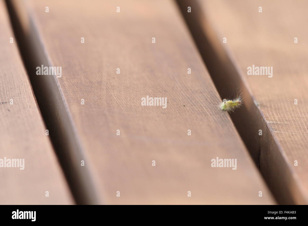 Caterpillar s'étendant sur une fissure sur un banc de parc. Banque D'Images