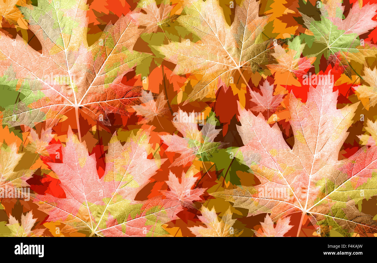 Concept d'arrière-plan des feuilles d'automne la récolte saisonnière avec en toile de couleurs avec un groupe de feuilles dans un motif feuillage. Banque D'Images