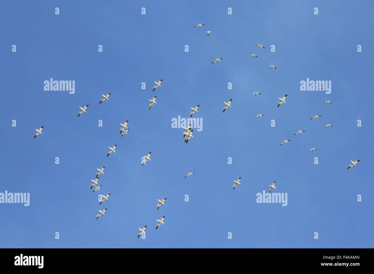 Vol d'Oies de neige sous un ciel bleu. Banque D'Images